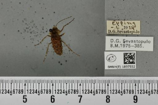 Phigalia pilosaria (Denis & Schiffermüller, 1775) - BMNHE_1897552_456982