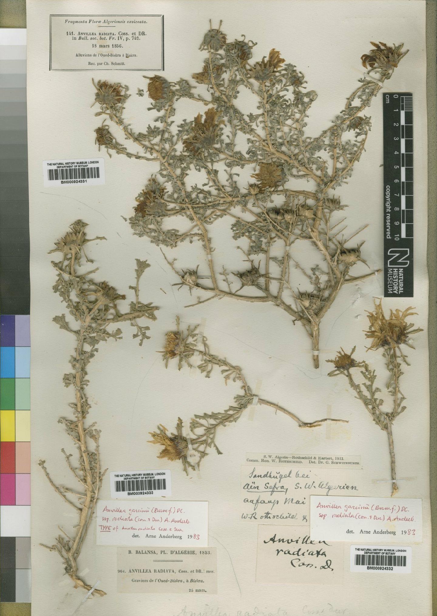 To NHMUK collection (Anvillea garcinii subsp. radiata (Coss. & Durieu) Anderb; NHMUK:ecatalogue:4529361)