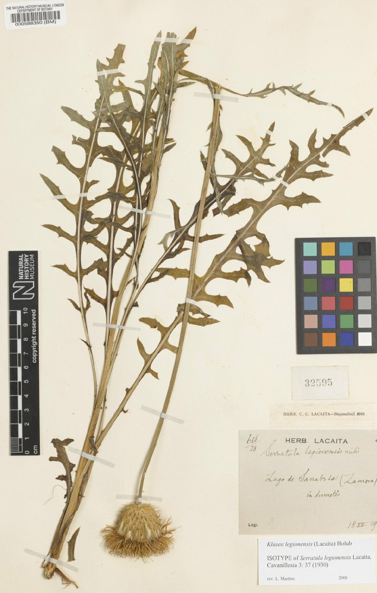 To NHMUK collection (Serratula legionensis Lacaita; Isotype; NHMUK:ecatalogue:4689508)