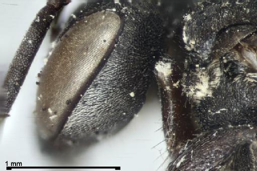 Scaptotrigona tubiba (Smith, F., 1863) - Trigona_tubiba-BMNH(E)970285-gena-6,3x
