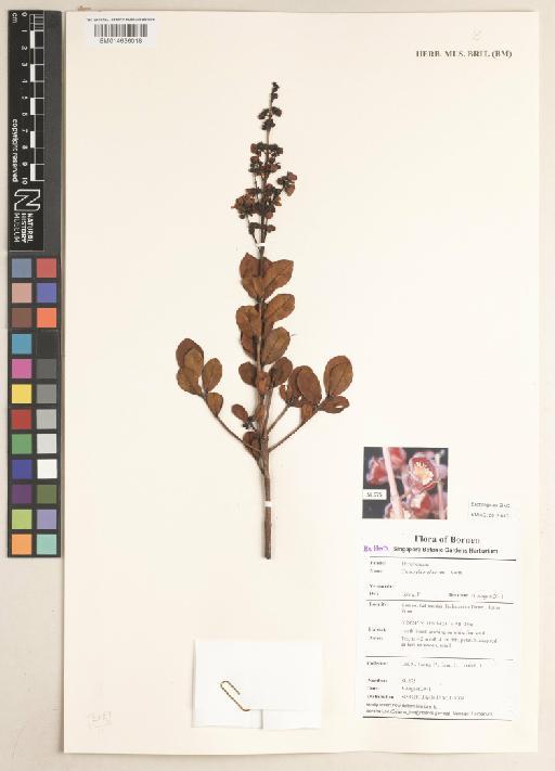 Cratoxylum glaucum Korth. - BM014636018