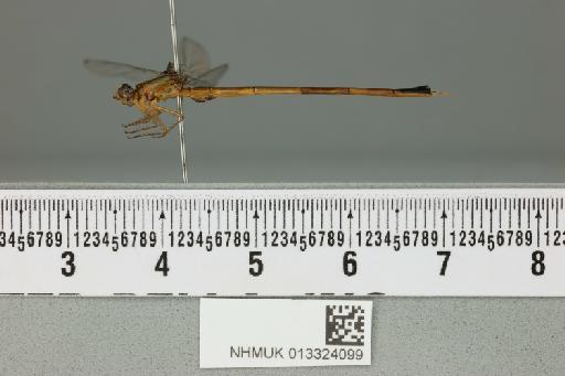 Ceriagrion pendleburyi Laidlaw, 1931 - 013324099_lateral