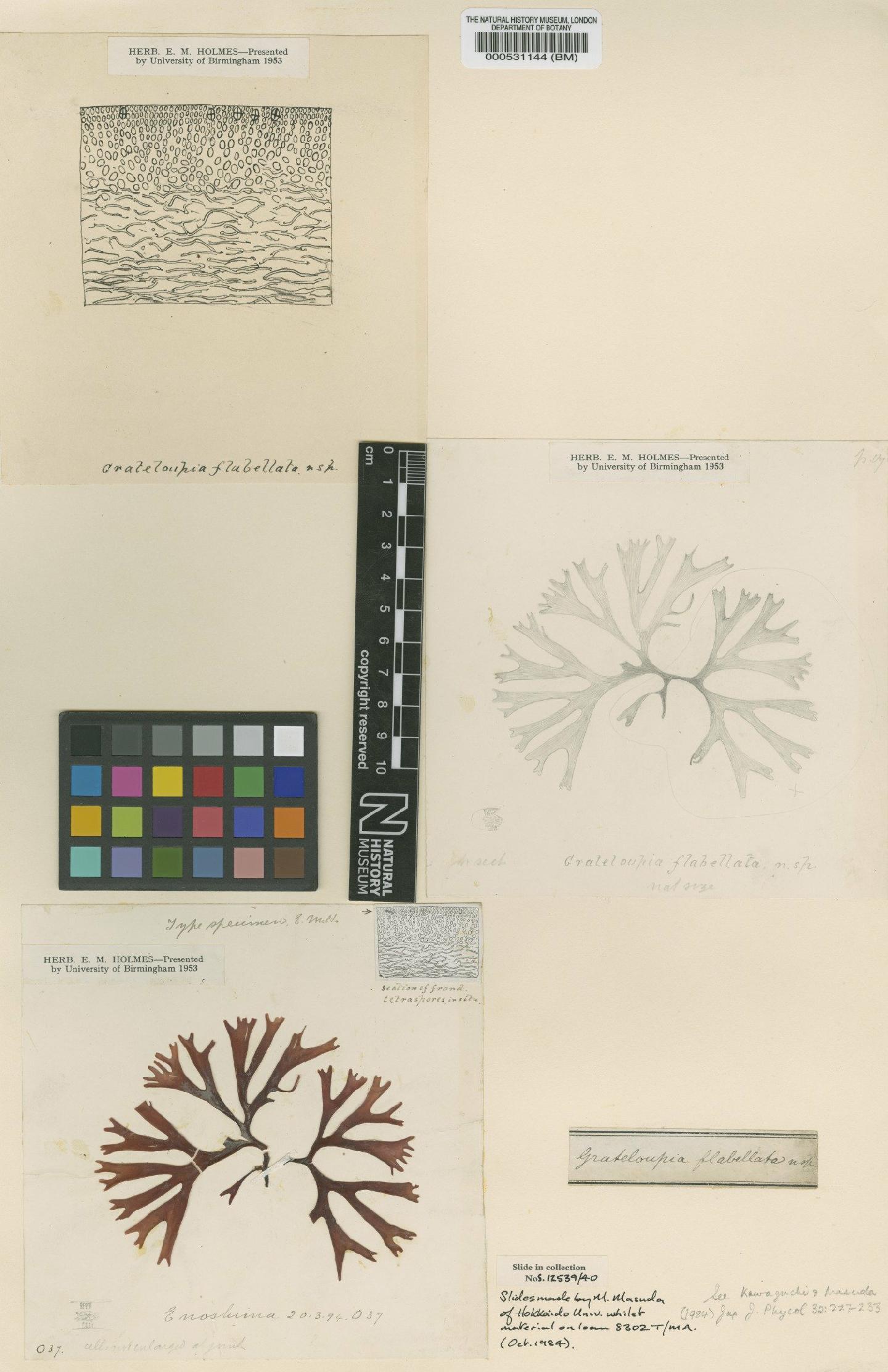 To NHMUK collection (Carpopeltis prolifera (Har.) Kawag. & Masuda; Holotype; NHMUK:ecatalogue:4783579)