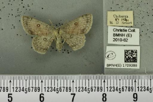 Cyclophora albipunctata (Hufnagel, 1767) - BMNHE_1709388_275073