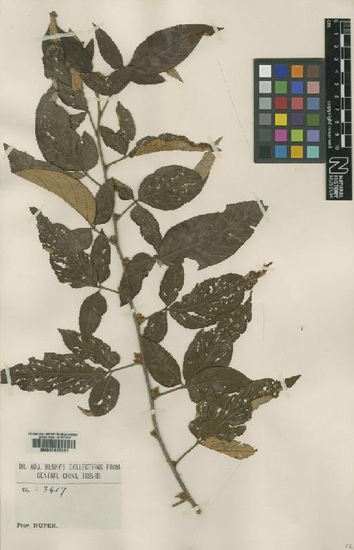 Rubus playfairianus Focke - BM000622261