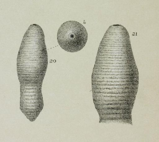 Sagrina ? annulata Brady, 1884 - ZF2344_76_20-21_Glandulonodosaria_annulata.jpg