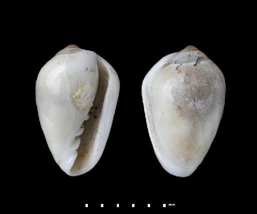 Marginella caribaea d'Orbigny, 1842 - 1854.10.4.305B