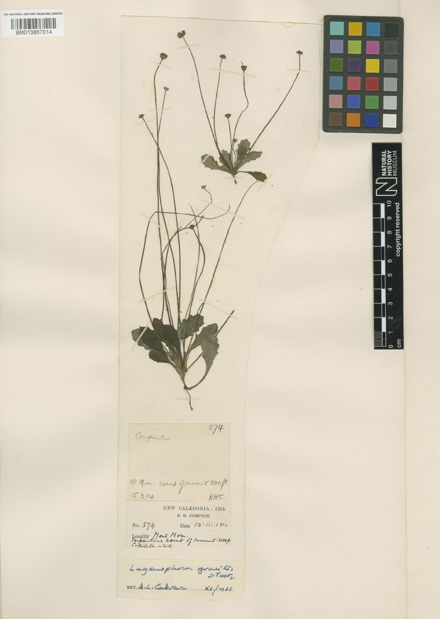 To NHMUK collection (Lagenophora gracilis Steetz; NHMUK:ecatalogue:9200449)