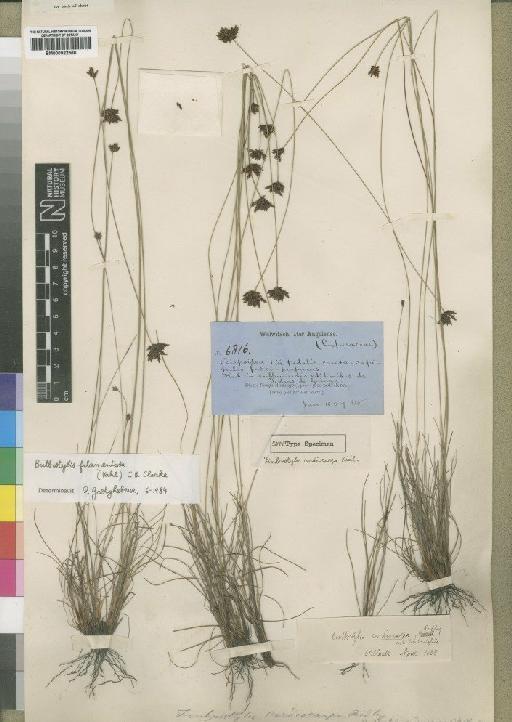 Bulbostylis filamentosa (Vahl) C.B.Clarke - BM000922566