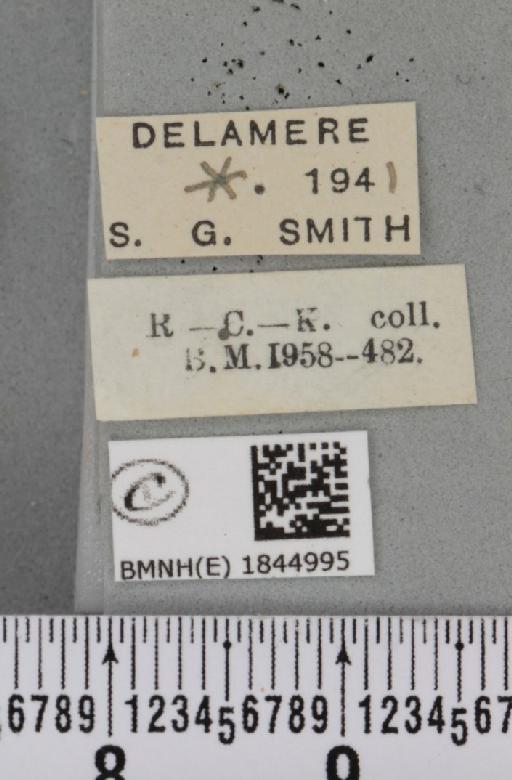 Macaria liturata ab. nigrofulvata Collins, 1905 - BMNHE_1844995_label_421288