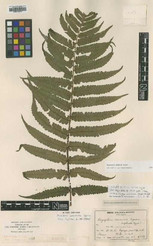 Dryopteris commixta Tagawa - BM001066089