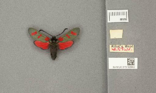 Zygaena (Zygaena) filipendulae stephensi Dupont, 1900 - 015192992_additional