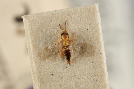 Cirrospilus zeuxo Walker, 1839 - 010838541_Sigmophora_zeuxo_LT 5