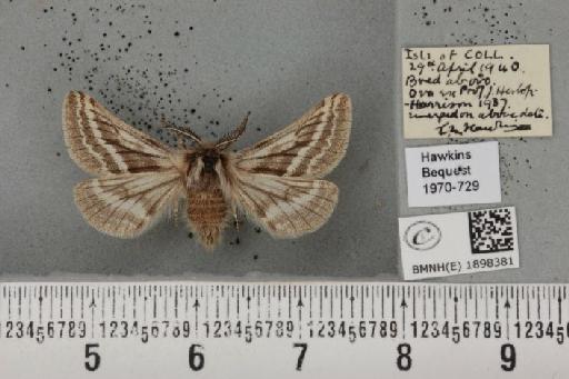 Lycia zonaria atlantica (Harrison, 1938) - BMNHE_1898381_491253