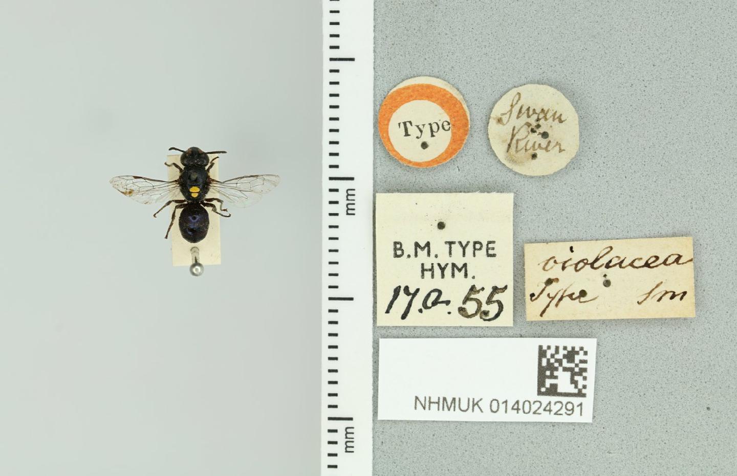 Hylaeus violaceus