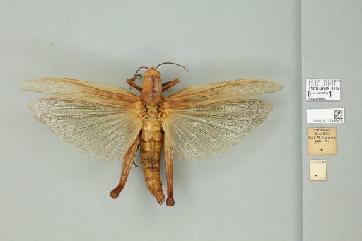 Valanga nigricornis disparilis (Kirby, 1888) - 012498478_73410_91488
