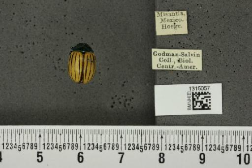 Leptinotarsa calceata Stål, 1858 - BMNHE_1315057_14914