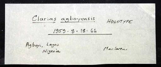 Clarias agboyiensis Sydenham, 1980 - 1959.8.18.66; Clarias (Clariodes) agboyiensis; image of jar label; ACSI project image
