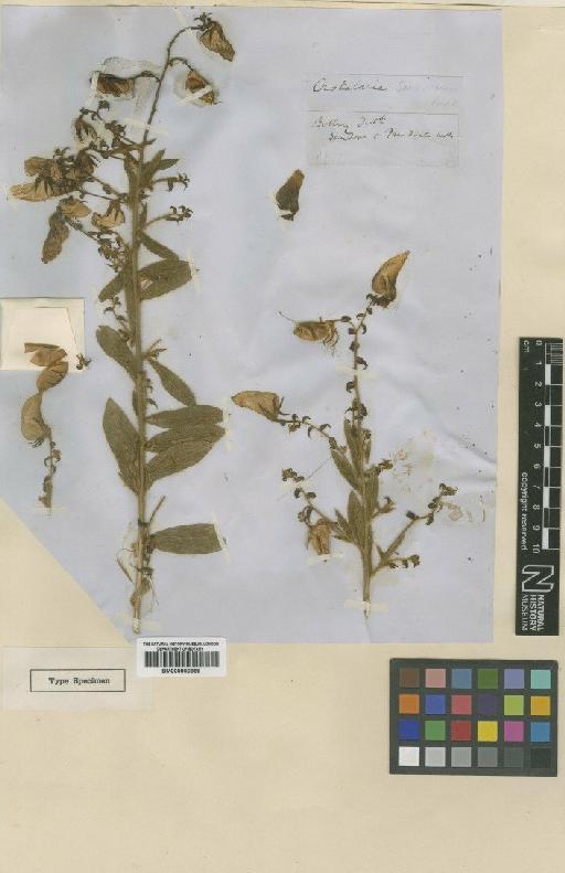 Crotalaria sandoorensis Gamble ex Bedd. - BM000900969