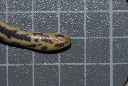 Atractus erythromelas Boulenger, 1903 - Image of specimen 1946.1.7.16