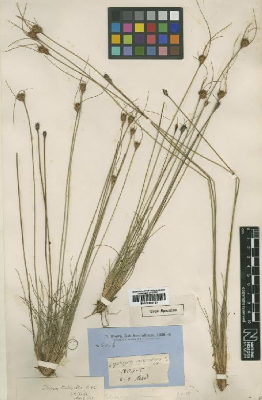 Schoenus turbinatus (R.Br.) Poir. - BM000884723