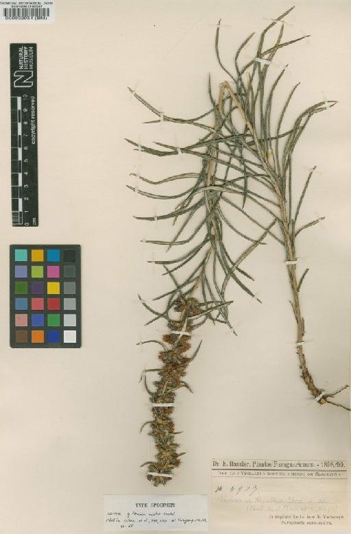 Vernonia hystrix Chodat - BM000092954