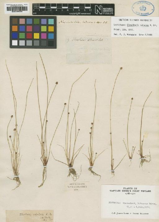 Eleocharis geniculata (L.) Roem. & Schult. - BM000990855