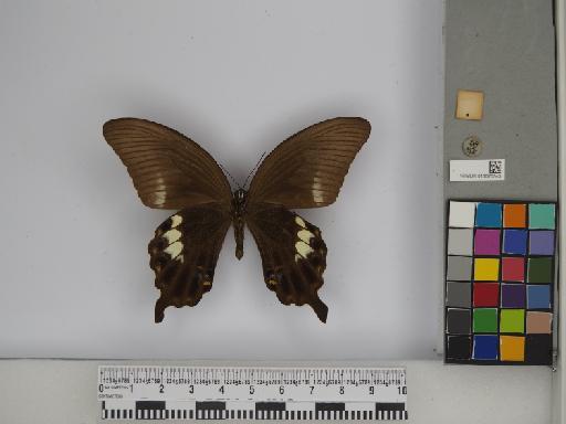Papilio fuscus pertinax Wallace, 1865 - 013675343 Papilio fuscus