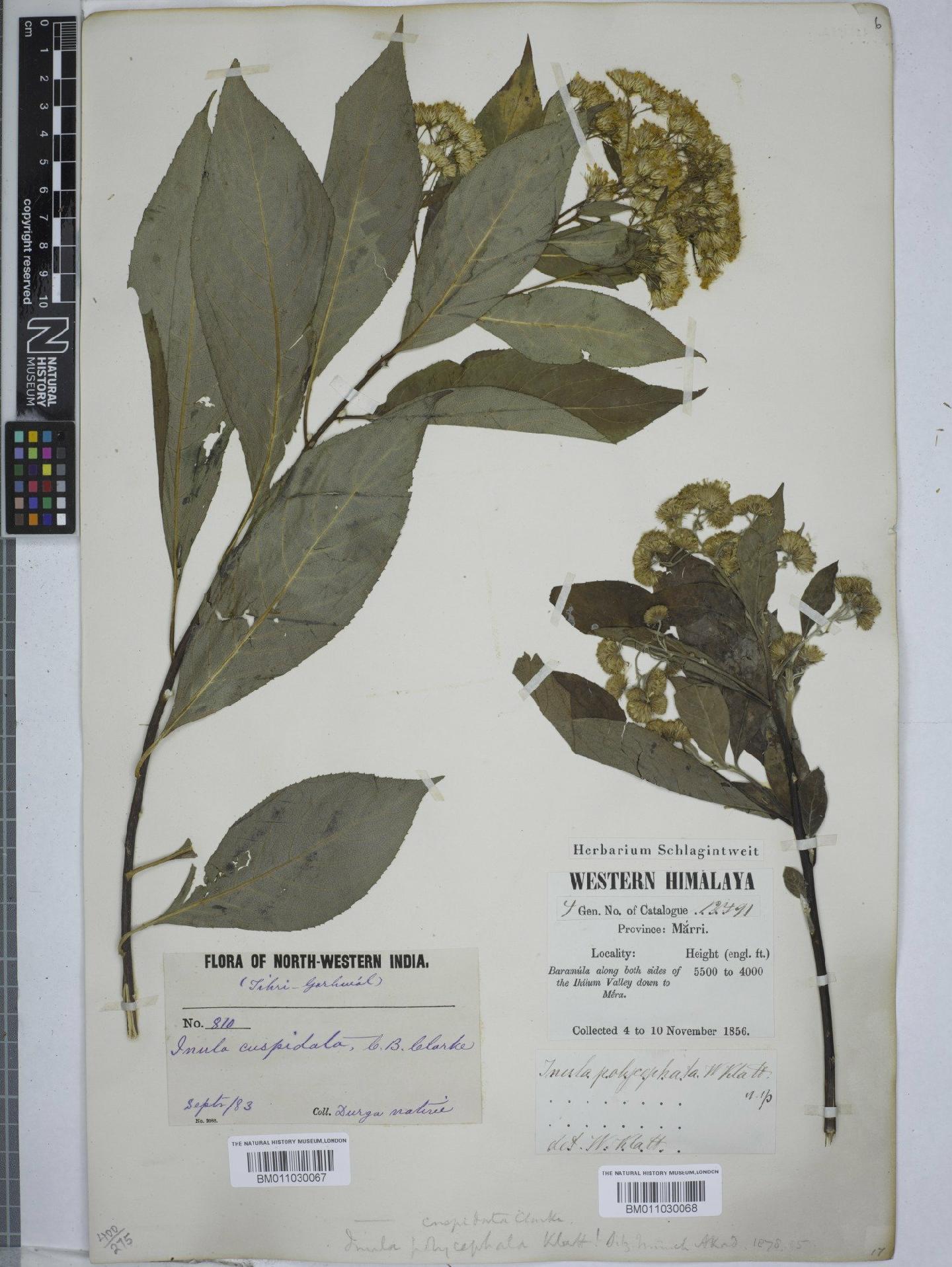 To NHMUK collection (Inula cuspidata (DC.) C.B.Clarke; NHMUK:ecatalogue:9153775)