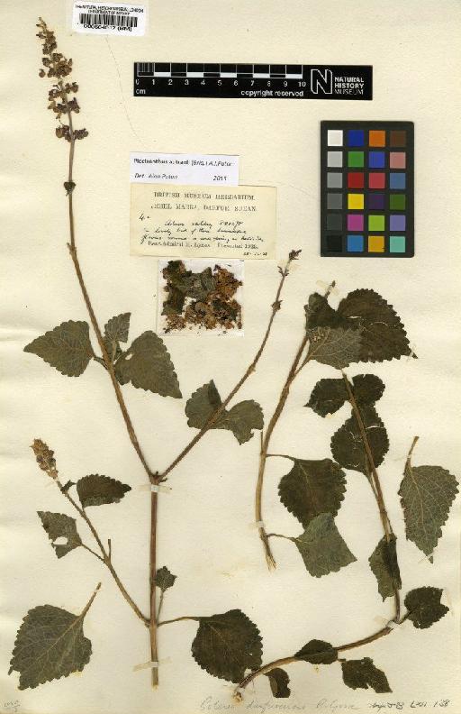 Plectranthus autranii (Briq.) A.J.Paton - BM000564017