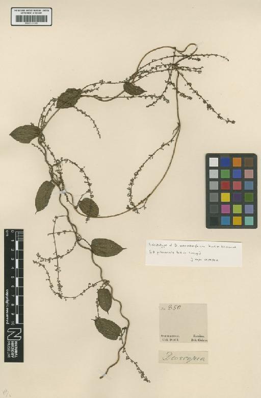 Dioscorea pilosiuscula Bertero ex Spreng. - BM001191065