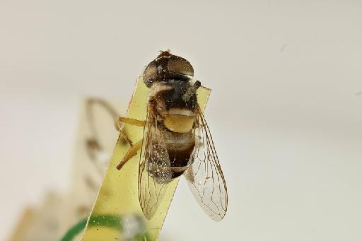 Kertesziomyia conducta (Walker, 1858) - Eristalis_conductus_LT_NHMUK010369547_dorsal