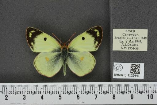 Colias hyale (Linnaeus, 1758) - BMNHE_1129441_85807