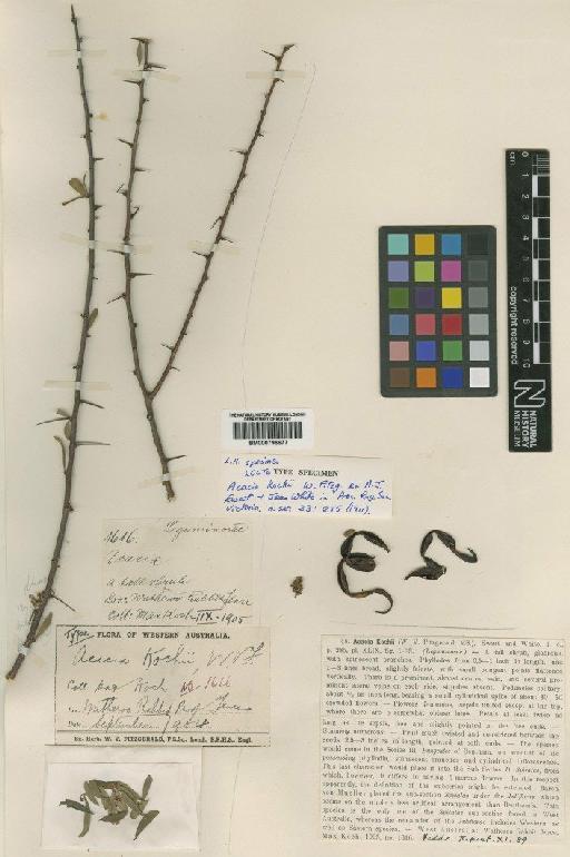 Acacia kochii W.Fitzg. ex Ewart & Jean White - BM000796677