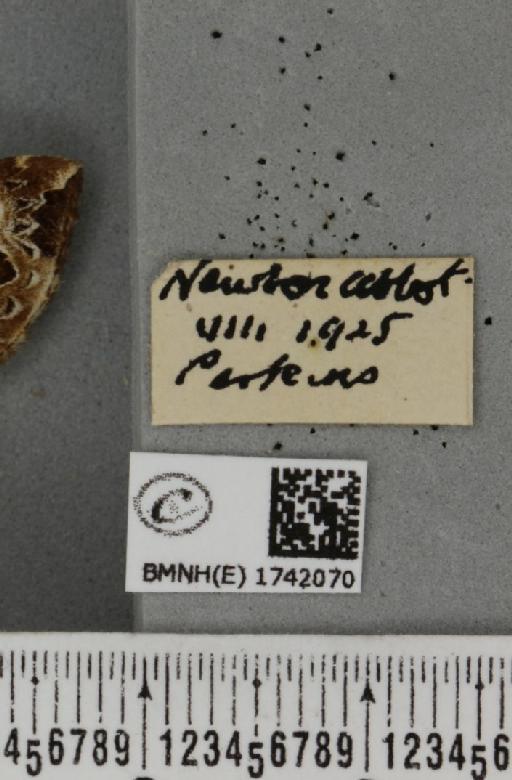 Eulithis prunata (Linnaeus, 1758) - BMNHE_1742070_label_332654