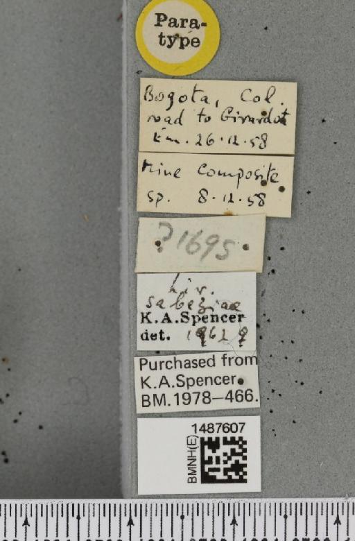 Liriomyza sabaziae Spencer, 1963 - BMNHE_1487607_label_51148