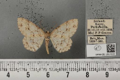 Ectropis crepuscularia (Denis & Schiffermüller, 1775) - BMNHE_1917101_480721