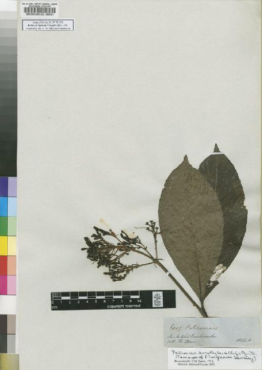 Palicourea Aubl. - Spruce - BM000058022