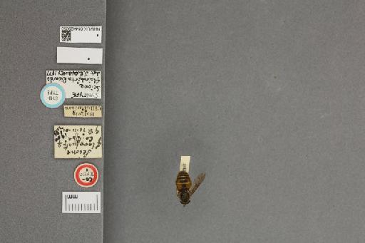 Scione flavohirta Ricardo - 014428050_labels_dorsal