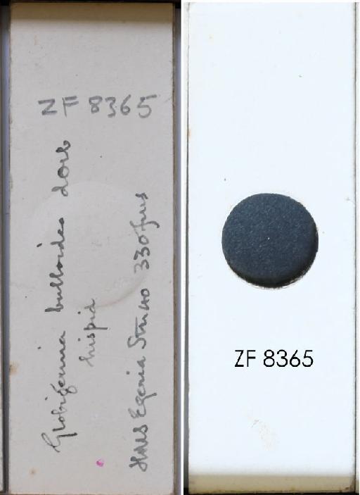 Globigerina bulloides Orbigny, 1826 - ZF 8365.tif