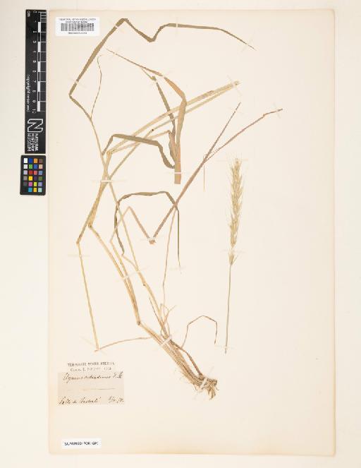 Elymus subandinus F.Phil. - 000833369