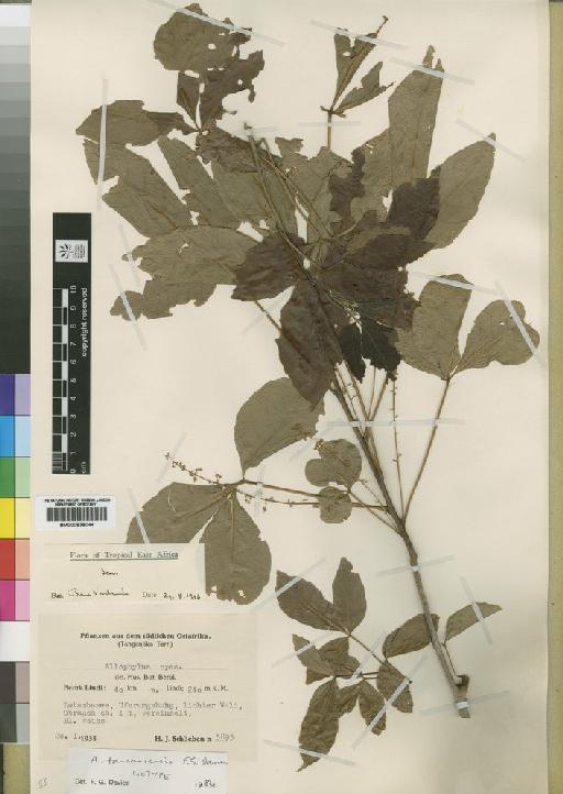 Allophylus tanzaniensis Davies - BM000838044