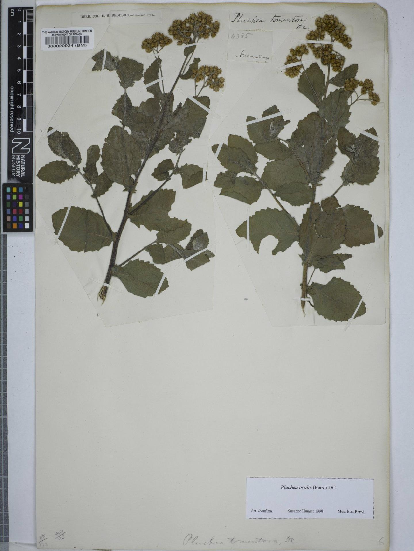 To NHMUK collection (Pluchea ovalis (Pers.) DC.; NHMUK:ecatalogue:9148584)
