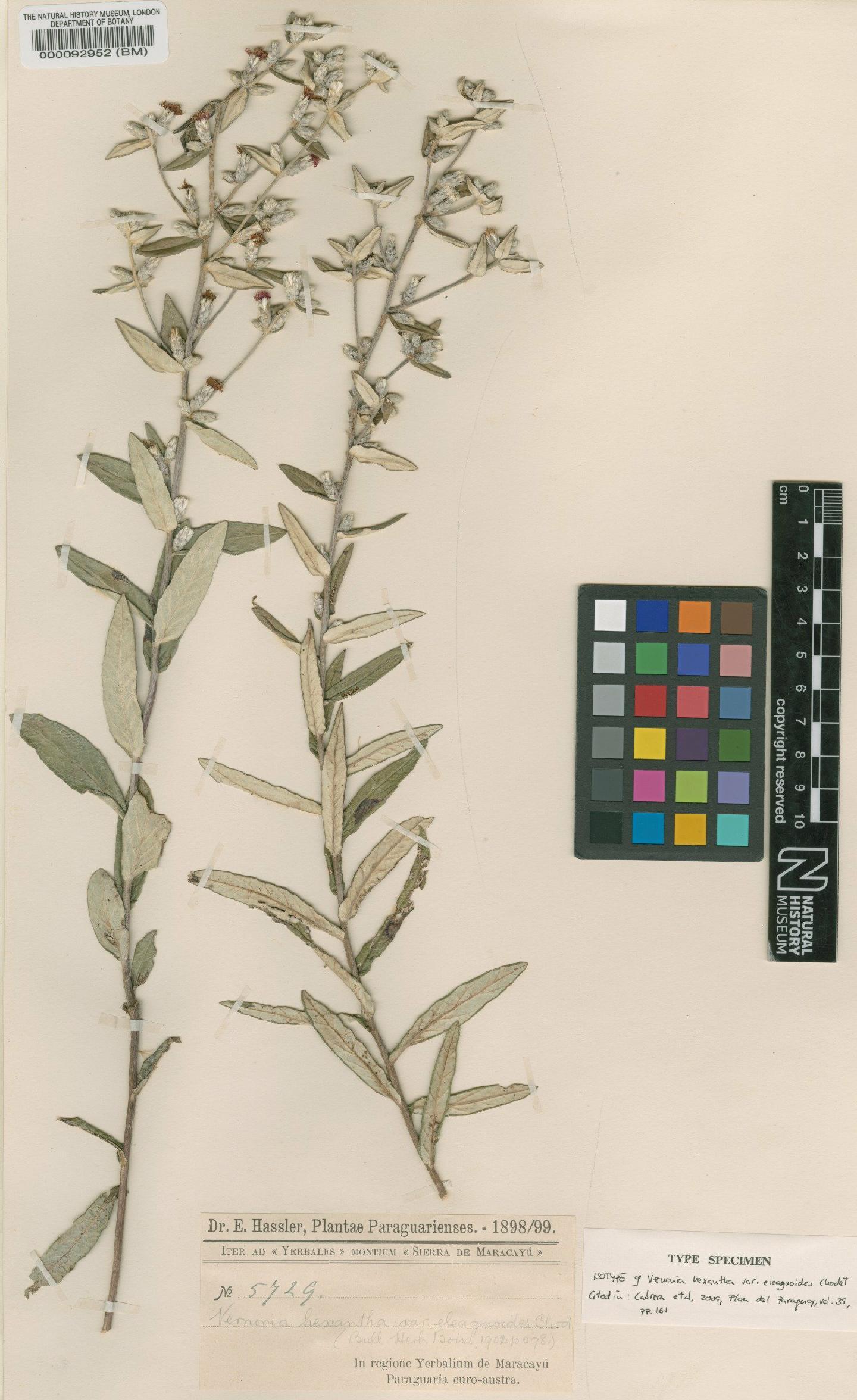 To NHMUK collection (Vernonia hexantha var. eleagnoides Chodat; Isotype; NHMUK:ecatalogue:4567538)