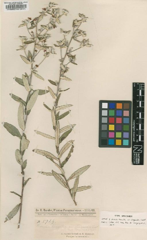 Vernonia hexantha var. eleagnoides Chodat - BM000092952