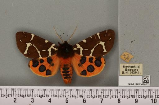 Arctia caja (Linnaeus, 1758) - NHMUK_010417005_529355