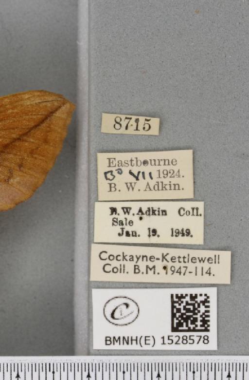 Euthrix potatoria ab. obscura Closs, 1920 - BMNHE_1528578_label_197089