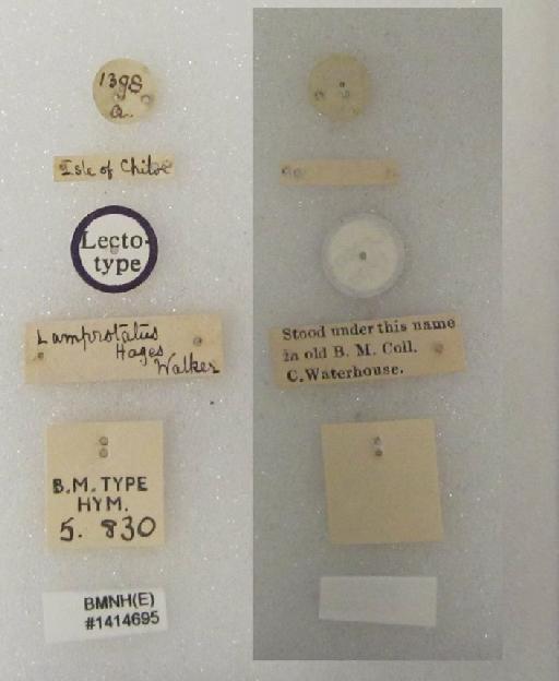 Lamprotatus hages (Walker, 1839) - Lamprotatus hages (Walker, 1839) #1414695 Hym Type 5.830 labels