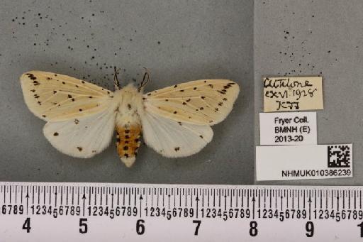 Spilosoma lubricipeda (Linnaeus, 1758) - NHMUK_010386239_507918
