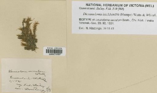 Dicranoloma leichhardtii (Hampe) Watts & Whitelegge - BM000735957